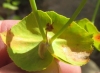 Euphorbia serrata 2 de 4
