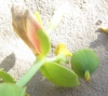 Euphorbia serrata 4 de 4