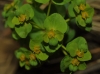 Euphorbia sp.