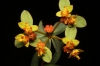 Euphorbia dendroides 2/3