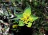 Euphorbia flavicoma 1 de 2