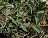 Euphorbia flavicoma 2/2