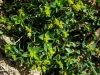 Euphorbia flavicoma 3/3