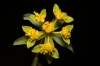 Euphorbia flavicoma