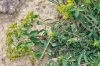 Euphorbia flavicoma subsp. flavicoma 1/3