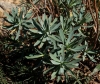 Euphorbia nicaeensis