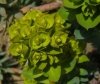 Euphorbia nicaeensis 1/2