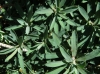 Euphorbia nicaeensis 1/3 (a confirmar)