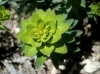 Euphorbia nicaeensis 1 de 2