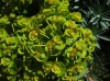 Euphorbia nicaeensis 2/3 (a confirmar)