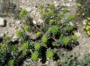 Euphorbia nicaeensis 2 de 2