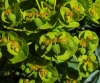 Euphorbia nicaeensis 3/3 (a confirmar)