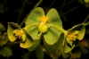 Euphorbia segetalis 2/3