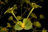 Euphorbia segetalis 3/3