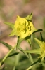 Euphorbia serrata L.