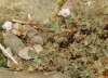 Erodium celtibericum Pau