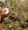 Erodium celtibericum Pau