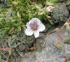Erodium celtibericum Pau
