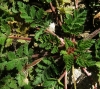 Erodium ciconium (L.) L'Hér.