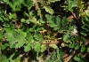 Erodium ciconium (L.) L'Hér.