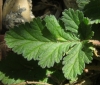 Erodium ciconium (L.) L'Hér.