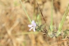 Erodium ciconium (L.) L'Hér.