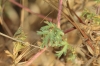 Erodium ciconium (L.) L'Hér.