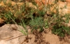 Erodium ciconium (L.) L'Hér.