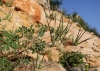 Erodium ciconium (L.) L'Hér.