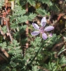 Erodium cicutarium (L.) L'Hér.