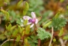Erodium cicutarium (L.) L'Hér.