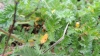 Erodium cicutarium (L.) L'Hér.
