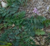 Erodium cicutarium (L.) L'Hér.