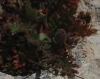 Erodium cicutarium (L.) L'Hér.