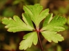 Geranium purpureum Vill. Geranium purpureum Vill.