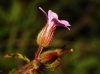 Geranium purpureum Vill. Geranium purpureum Vill.