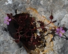 Geranium purpureum Vill. Geranium purpureum Vill.