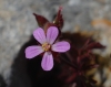Geranium purpureum Vill. Geranium purpureum Vill.