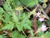 Geranium purpureum Vill. Geranium purpureum Vill.