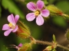 Geranium purpureum Vill. Geranium purpureum Vill.