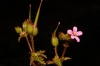 Geranium purpureum Vill. Geranium purpureum Vill.