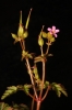 Geranium purpureum Vill. Geranium purpureum Vill.
