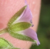 Geranium pusillum L.