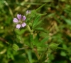 Geranium pusillum L.