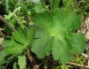 Geranium pyrenaicum Burm. f. Geranium pyrenaicum Burm. f.
