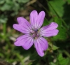 Geranium pyrenaicum Burm. f. Geranium pyrenaicum Burm. f.