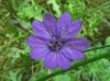 Geranium pyrenaicum Burm.f. Geranium pyrenaicum Burm.f.