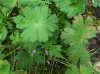 Geranium pyrenaicum Burm.f. Geranium pyrenaicum Burm.f.