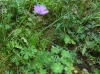 Geranium pyrenaicum Burm.f. Geranium pyrenaicum Burm.f.