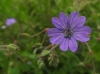 Geranium pyrenaicum Burm.f. Geranium pyrenaicum Burm.f.